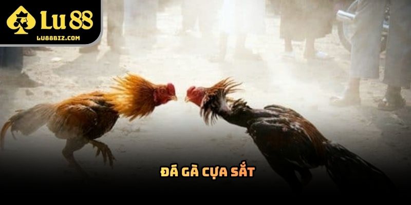 Đá Gà Cựa Sắt – Hình Thức Giải Trí Trực Tuyến 