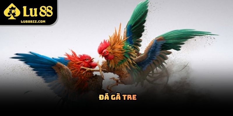 Đá Gà Tre – Hình Thức Giải Trí Trực Tuyến  Lu88